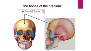 The bones of the cranium:
 Frontal Bone (1)
 