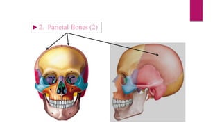  2. Parietal Bones (2)
 
