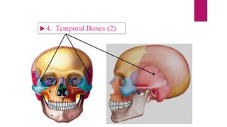  4. Temporal Bones (2)
 