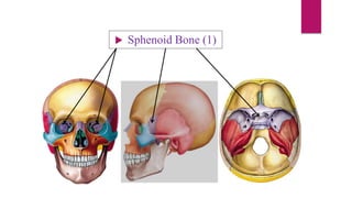  Sphenoid Bone (1)
 