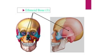 Ethmoid Bone (1)
 