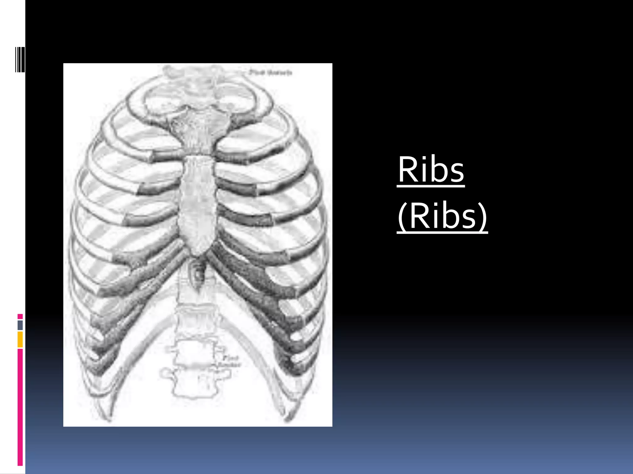 Ribs
(Ribs)