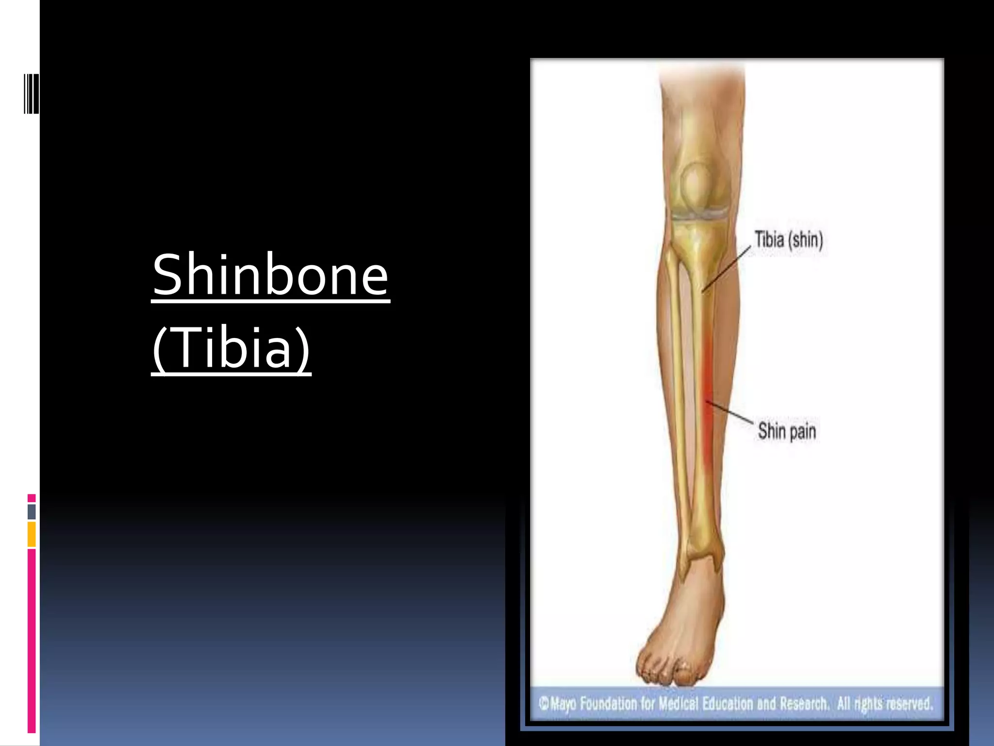 Shinbone
(Tibia)