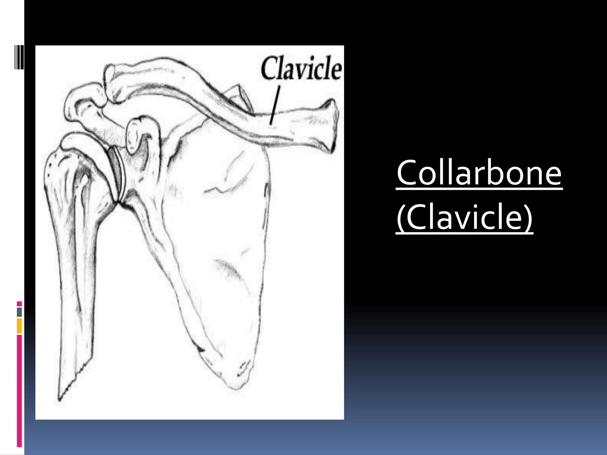 Collarbone
(Clavicle)