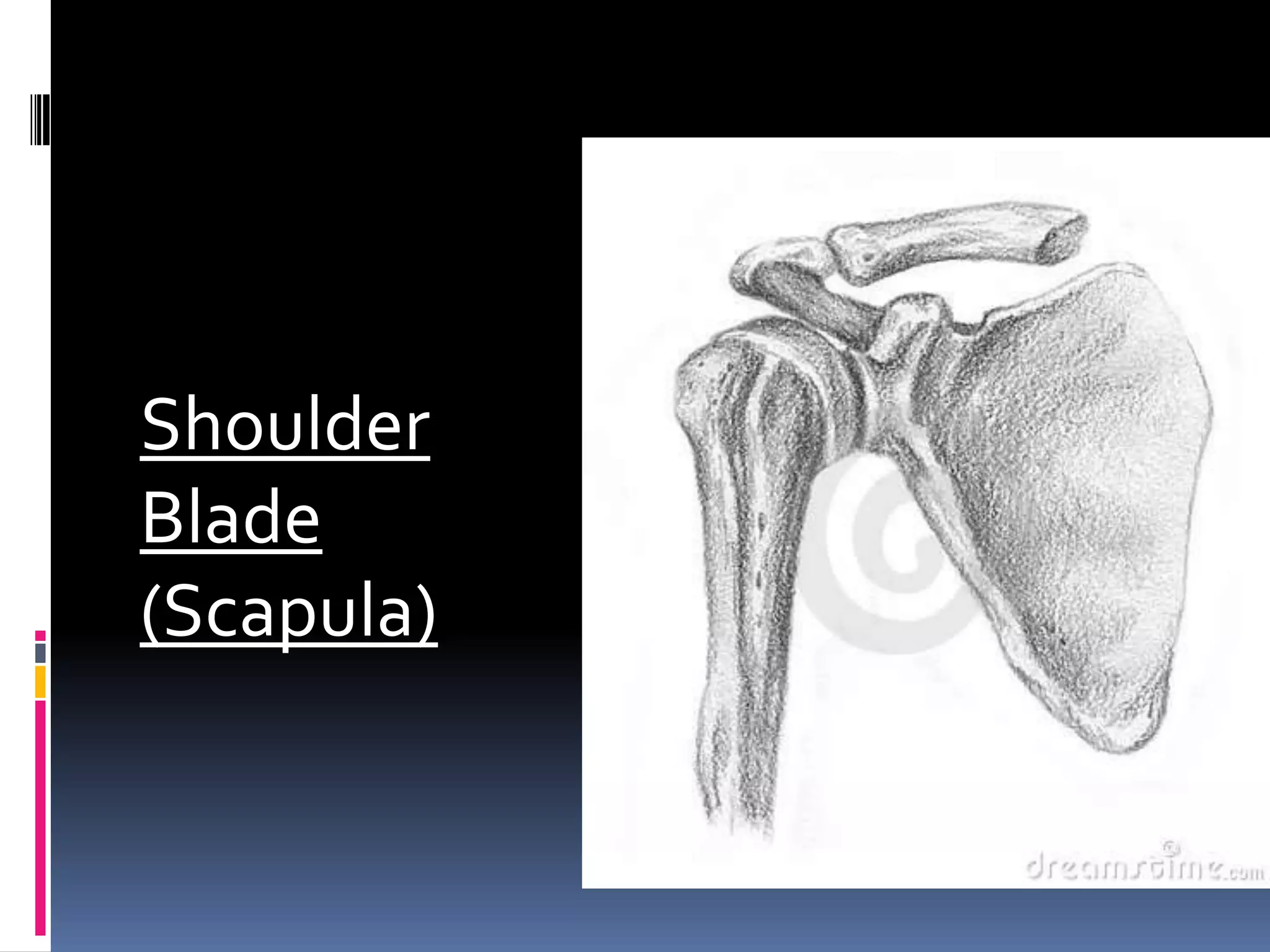 Shoulder
Blade
(Scapula)
