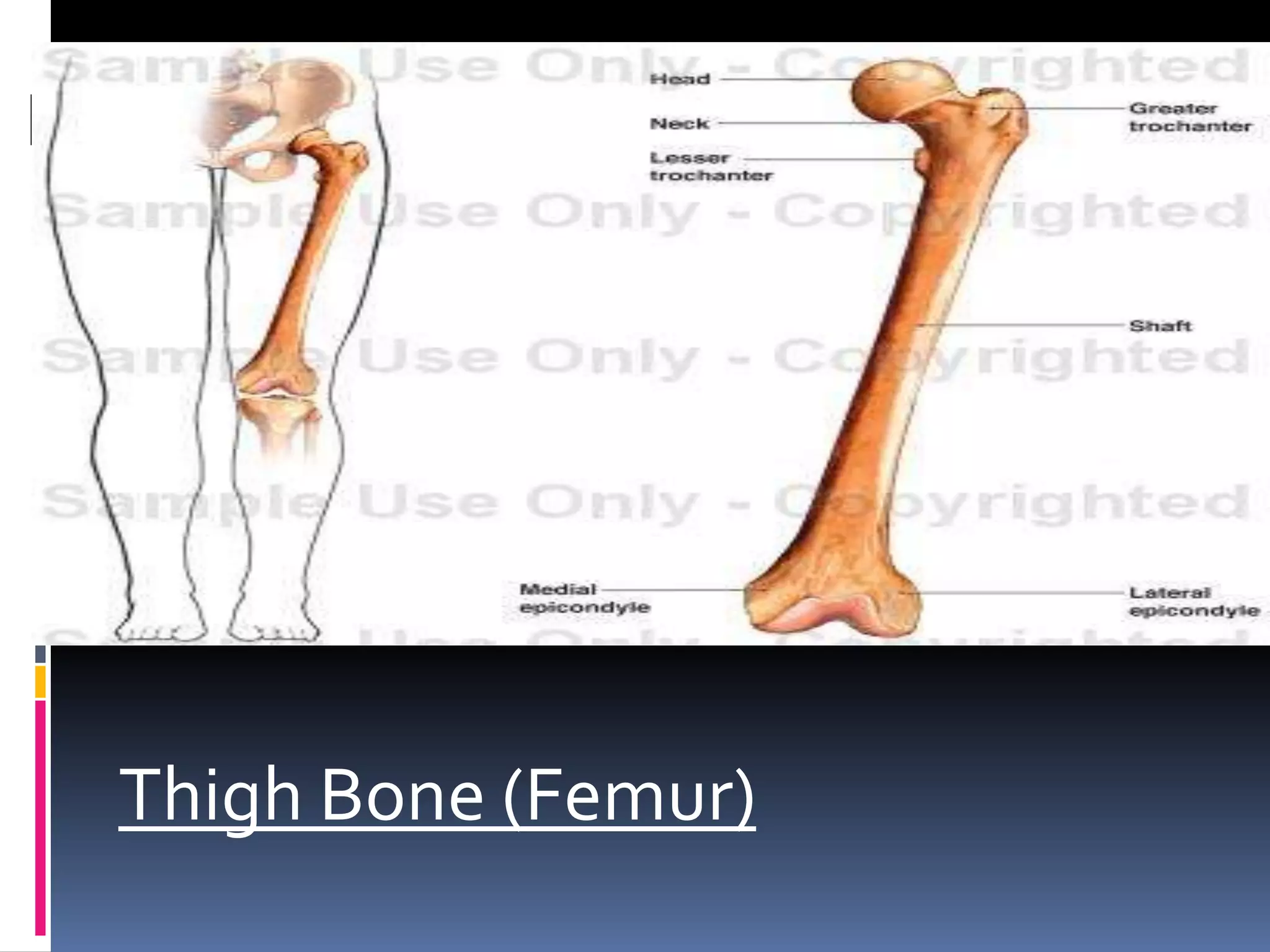 Thigh Bone (Femur)
