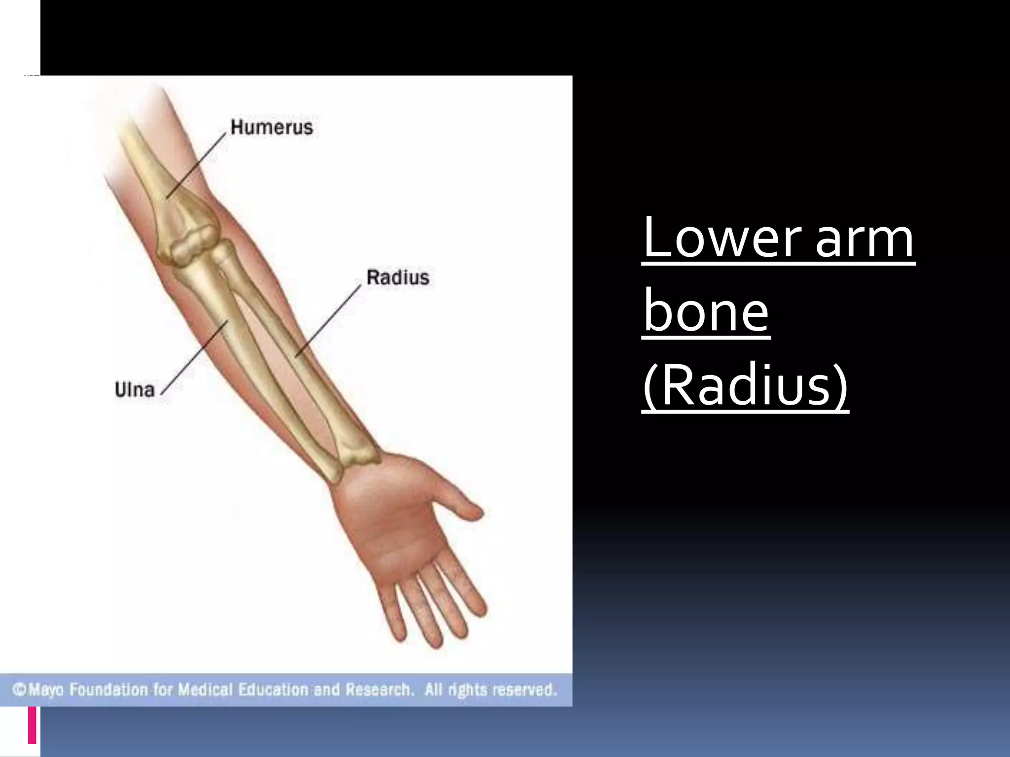 Lower arm
bone
(Radius)
