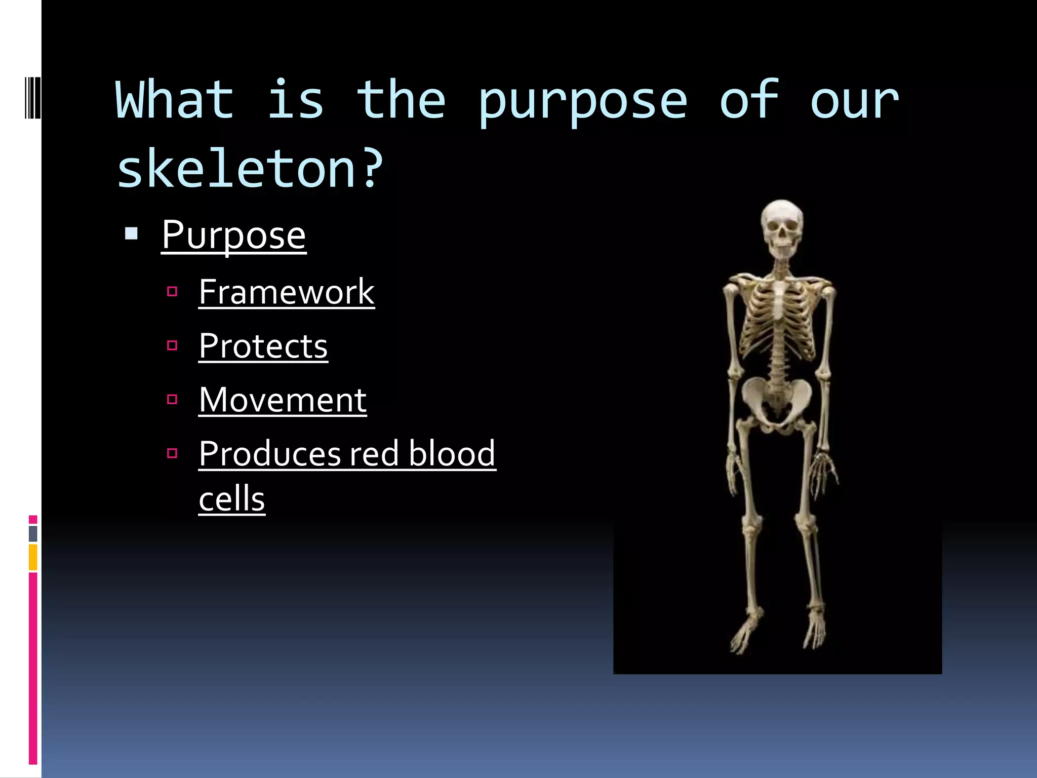 What is the purpose of our
skeleton?
Purpose
Framework
Protects
Movement
Produces red blood
cells