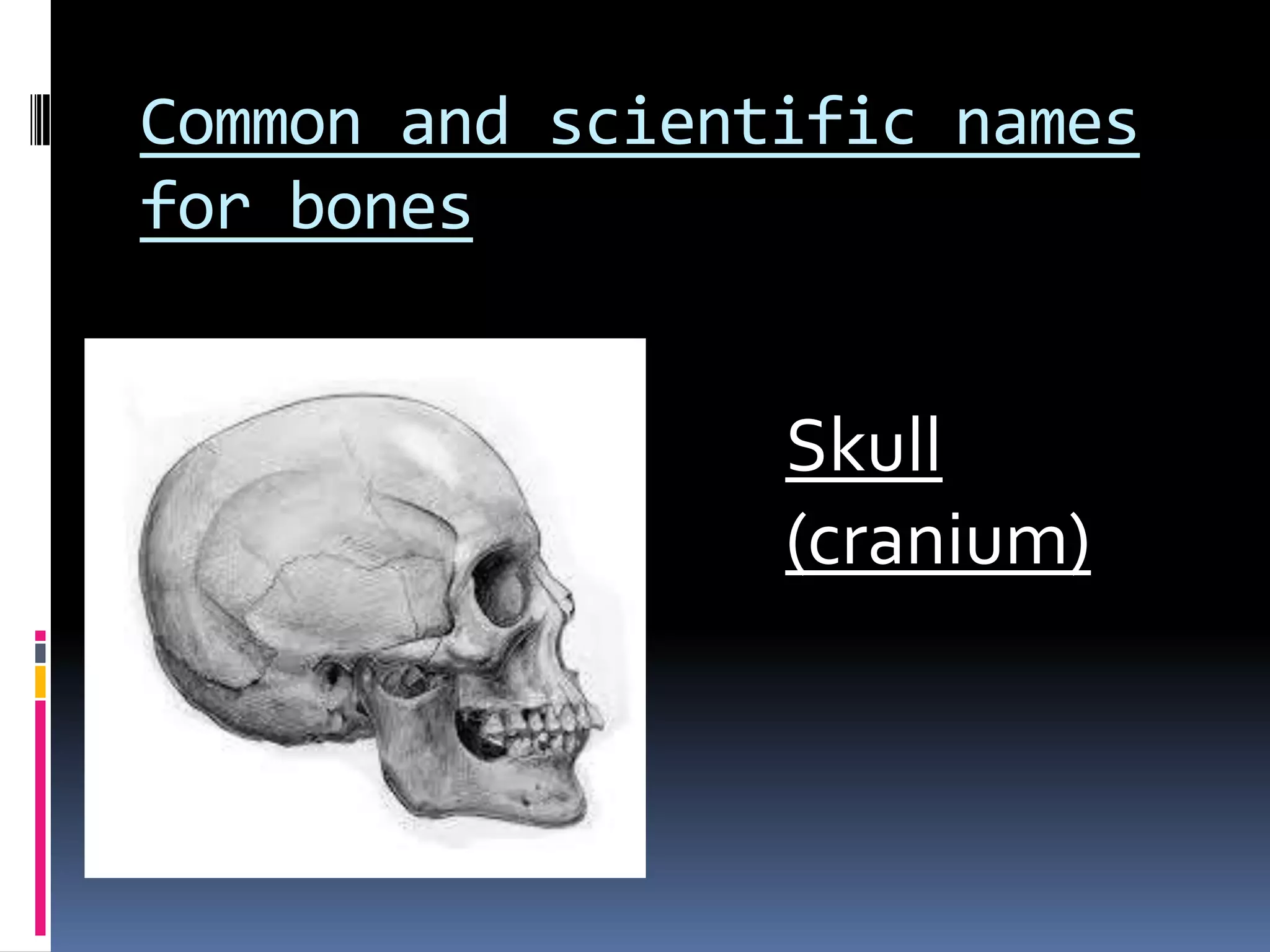 Common and scientific names
for bones
Skull
(cranium)