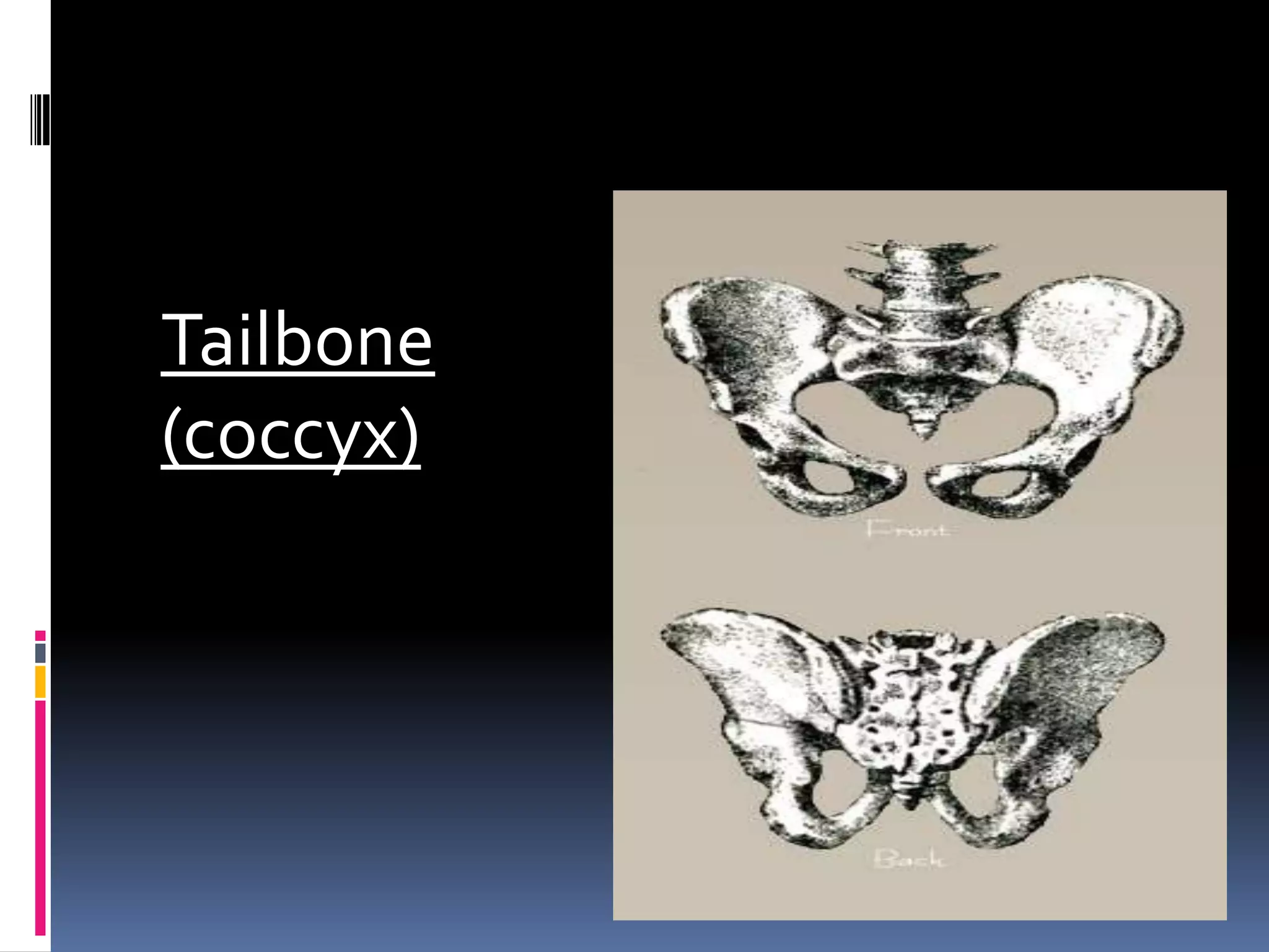 Tailbone
(coccyx)