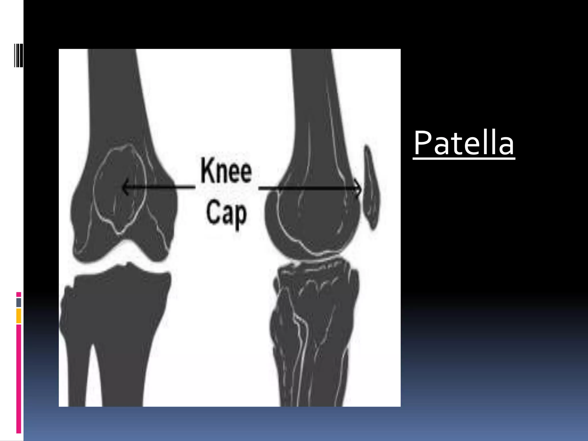 Patella