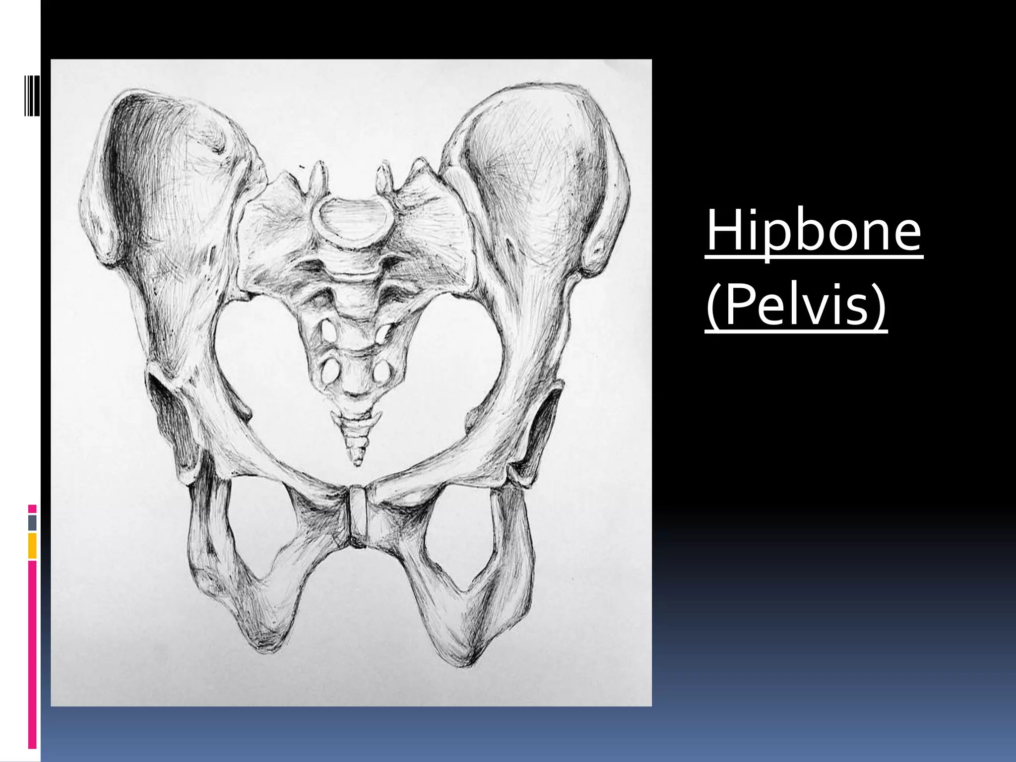 Hipbone
(Pelvis)