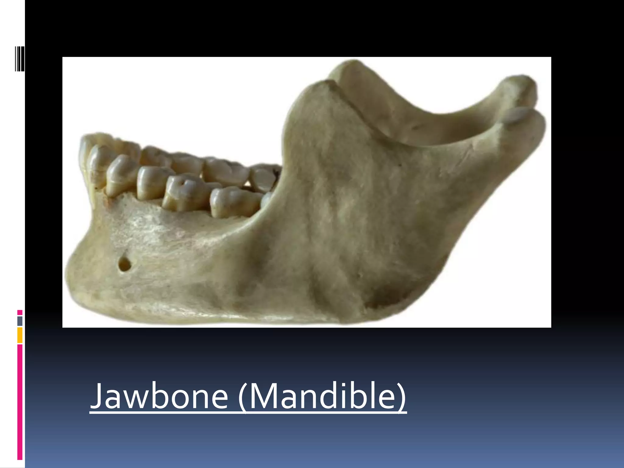 Jawbone (Mandible)