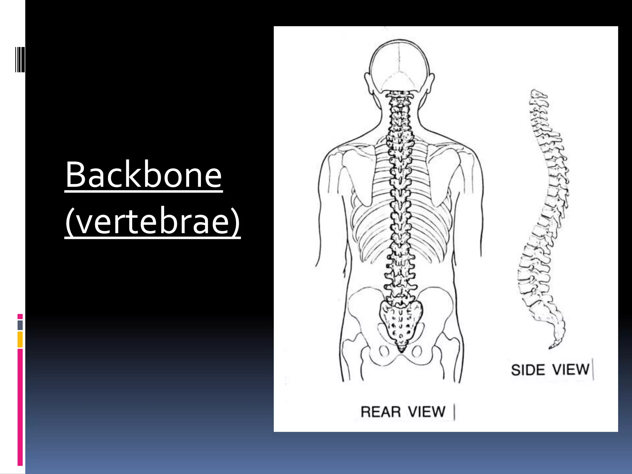 Backbone
(vertebrae)