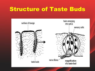 Structure of Taste Buds
 
