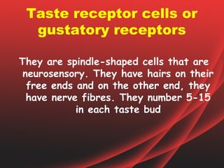 Taste receptor cells or
  gustatory receptors

They are spindle-shaped cells that are
 neurosensory. They have hairs on their
  free ends and on the other end, they
  have nerve fibres. They number 5-15
            in each taste bud
 