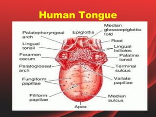 Human Tongue
 