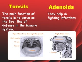 Tonsils              Adenoids
The main function of     They help in
tonsils is to serve as   fighting infections
the first line of
defense in the immune
system.
 