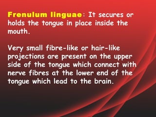 Frenulum linguae: It secures or
holds the tongue in place inside the
mouth.

Very small fibre-like or hair-like
projections are present on the upper
side of the tongue which connect with
nerve fibres at the lower end of the
tongue which lead to the brain.
 