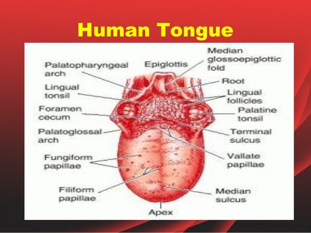 the human tongue 3 638