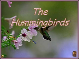 The Hummingbirds 