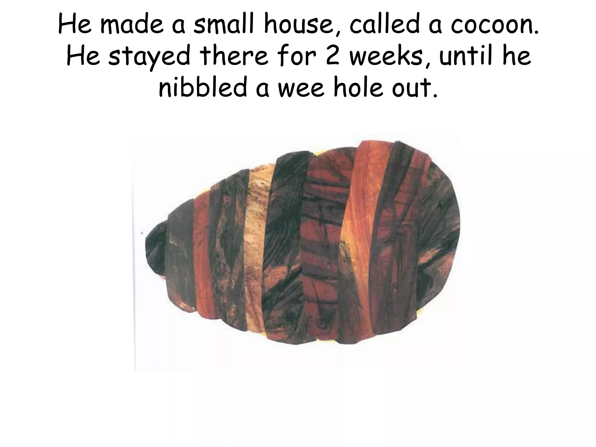 He made a small house, called a cocoon.
He stayed there for 2 weeks, until he
nibbled a wee hole out.
 