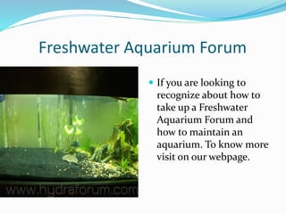 Freshwater Aquarium Forum
If you are looking to
recognize about how to
take up a Freshwater
Aquarium Forum and
how to maintain an
aquarium. To know more
visit on our webpage.