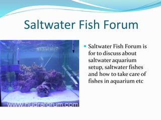 Saltwater Fish Forum
Saltwater Fish Forum is
for to discuss about
saltwater aquarium
setup, saltwater fishes
and how to take care of
fishes in aquarium etc