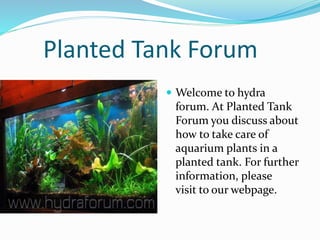 Planted Tank Forum
Welcome to hydra
forum. At Planted Tank
Forum you discuss about
how to take care of
aquarium plants in a
planted tank. For further
information, please
visit to our webpage.