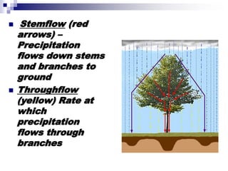  Stemflow (red
arrows) –
Precipitation
flows down stems
and branches to
ground
 Throughflow
(yellow) Rate at
which
precipitation
flows through
branches
 
