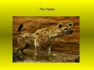 The Hyena 