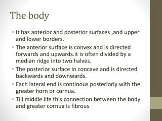 The hyoid bone | PPT