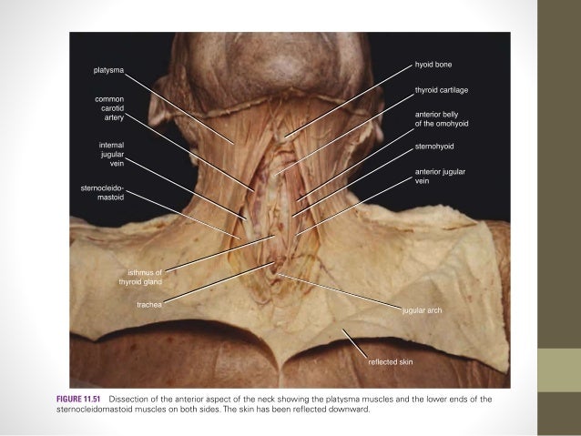 The hyoid bone