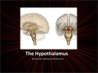 The Hypothalamus ,[object Object]