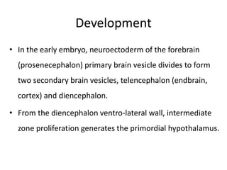 Development
• In the early embryo, neuroectoderm of the forebrain
(prosenecephalon) primary brain vesicle divides to form
two secondary brain vesicles, telencephalon (endbrain,
cortex) and diencephalon.
• From the diencephalon ventro-lateral wall, intermediate
zone proliferation generates the primordial hypothalamus.
 