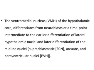 • The ventromedial nucleus (VMH) of the hypothalamic
core, differentiates from neuroblasts at a time-point
intermediate to the earlier differentiation of lateral
hypothalamic nuclei and later differentiation of the
midline nuclei (suprachiasmatic [SCN], arcuate, and
paraventricular nuclei [PVH]).
 