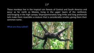 13*
These monkeys live in the tropical rain forests of Central and South America and
occur as far north as Mexico, living in the upper layers of the rainforest,
and foraging in the high canopy. Disproportionately long limbs and long prehensile
tails make them resemble a creature that is considerably smaller, giving them their
common name.
What are they called?
 