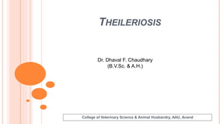 THEILERIOSIS
Dr. Dhaval F. Chaudhary
(B.V.Sc. & A.H.)
College of Veterinary Science & Animal Husbandry, AAU, Anand
 