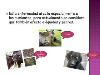  Esta enfermedad afecta especialmente a
los rumiantes, pero actualmente se considera
que también afecta a équidos y perros.
T. equi
T. annae
T.
annulta,
T. parva
 