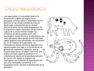  Los esporozoitos (1) inoculados durante la
alimentaci6n (ingesta de sangre) de las
garrapatas vectoras sobre el hospedador bovino,
penetran en las celulas linfoides de este (2)'
dando lugar a esquizontes que se dividen
sincronicamente con la celula hospedadora (3).
El esquizonte origina merozoitos (4) que tras la
ruptura de la celula linfoide invaden los
eritrocitos (5) donde pueden sufrir una
esquizogonia intraeritrocitica. Al alimentarse una
nueva garrapata sobre ganado bovino infectado,
ingiere globulos rojos parasitados con merozoitos
(6). En el intestino de la garrapata, los
merozoitos se liberan durante la digesti6n (7) y
algunos pueden dan lugar a la formaci6n de los
gametos (8) masculino y femenino, que se
fusionan para formar un zigoto inmovil (9) que
origina un kineto capaz de penetrar en el
citoplasma de celulas de las glandulas salivales
del vector (10), donde se produce una
esporogonia con formaci6n de esporozoitos (ll)
que seran inoculados nuevamente a un
hospedador bovino durante la alimentaci6n de la
garrapata.
 