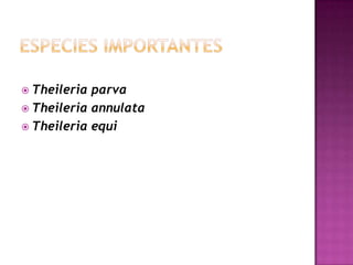  Theileria parva
 Theileria annulata
 Theileria equi
 