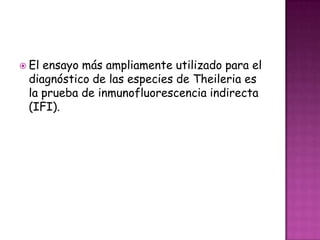  El ensayo más ampliamente utilizado para el
diagnóstico de las especies de Theileria es
la prueba de inmunofluorescencia indirecta
(IFI).
 