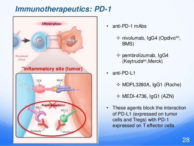 Breakthrough Therapy Designation >> The immune checkpoint landscape in 2015: combination therapy Breakthrough Therapy Designation >> The immune checkpoint landscape in 2015: combination therapy