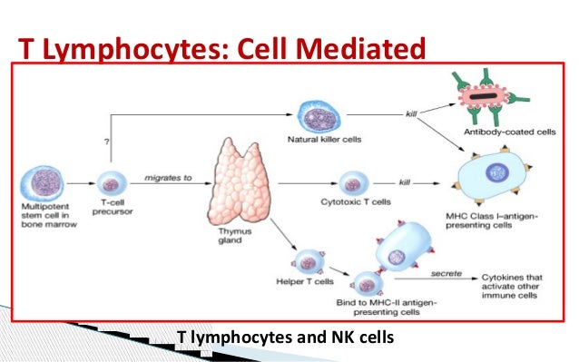 the immune response1 cell mediated response