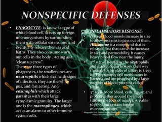 NONSPECIFIC DEFENSESPHAGOCYTE- is known a type of white blood cell, it eats up foreign microorganisms by surrounding them with cellular extensions  and eventually release them as acid baths. They also consume worn out cells in the body . Acting as a “clean up crew.”There are three types of phagocytes, the smaller ones are neutrophils which deal with signs of infection, they are the white pus, and fast acting. And eosinophils which attack parasites with their large cytoplasmic granules. The larger one is the macrophages  which act as an alarm to other immune system cells. INFLAMMATORY RESPONSE- 1st step- blood vessels increase in size to allow proteins to pass out of them. Histamine is a compound that is released first that cause the increase in size and permeability. It causes heavy blood flow near the injury. 2nd step- They allow the neutrophils and macrophages to work their way through to the place of injury to treat it.  They destroy cell membranes in bacteria and are protected by a large number of blood proteins called fibrin.3rd step- More blood, cells, tissue, and protein gather around the injury (causes the look of injury). Are able to point out certain foreign microorganisms.Phagocytes. N.d. Google Images. Google, n.d. Web. 23 Sept. 2009.      <http://virtualbiologytutor.co.uk/images/phagocytes>. 