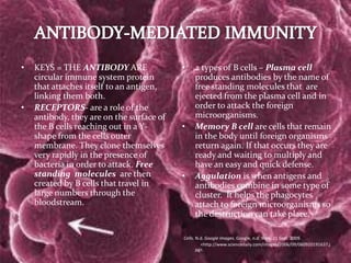 ANTIBODY-MEDIATED IMMUNITYKEYS = THE ANTIBODY ARE  circular immune system protein that attaches itself to an antigen, linking them both. RECEPTORS- are a role of the antibody, they are on the surface of the B cells reaching out in a Y-shape from the cells outer membrane. They clone themselves very rapidly in the presence of bacteria in order to attack. Free standing  molecules  are then created by B cells that travel in large numbers through the bloodstream. 2 types of B cells – Plasma cell  produces antibodies by the name of free standing molecules that  are ejected from the plasma cell and in order to attack the foreign microorganisms. Memory B cell are cells that remain in the body until foreign organisms return again. If that occurs they are ready and waiting to multiply and have an easy and quick defense. Aggulation is when antigens and antibodies combine in some type of cluster.  It helps the phagocytes attach to foreign microorganisms so the destruction can take place.BCells. N.d. Google Images. Google, n.d. Web. 21 Sept. 2009.      <http://www.sciencedaily.com/images/2006/09/060920191637.jpg>. 
