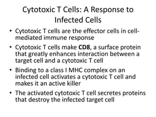 Cytotoxic T Cells: A Response to Infected CellsCytotoxic T cells are the effector cells in cell-mediated immune responseCytotoxic T cells make CD8, a surface protein that greatly enhances interaction between a target cell and a cytotoxic T cellBinding to a class I MHC complex on an infected cell activates a cytotoxic T cell and makes it an active killerThe activated cytotoxic T cell secretes proteins that destroy the infected target cell