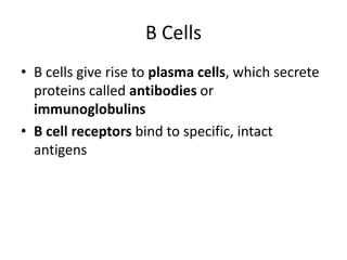 B CellsB cells give rise to plasma cells,which secrete proteins called antibodies or immunoglobulinsB cell receptors bind to specific, intact antigens
