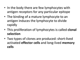 In the body there are few lymphocytes with antigen receptors for any particular epitopeThe binding of a mature lymphocyte to an antigen induces the lymphocyte to divide rapidlyThis proliferation of lymphocytes is called clonal selectionTwo types of clones are produced: short-lived activated effector cells and long-lived memory cells