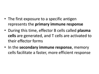 The first exposure to a specific antigen represents the primary immune response During this time, effector B cells called plasma cells are generated, and T cells are activated to their effector formsIn the secondary immune response, memory cells facilitate a faster, more efficient response